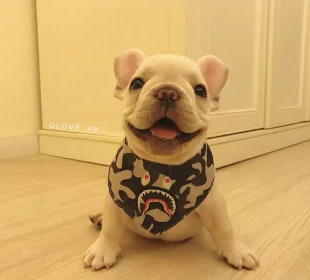 斗牛犬居然也有人遗弃 斗牛犬居然也有人遗弃