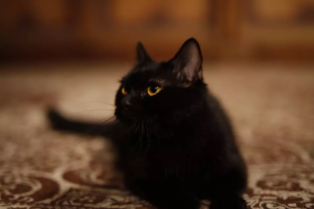 利用文藝擼貓的悠久傳統