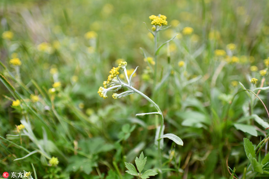 由優雅的青團想起來的