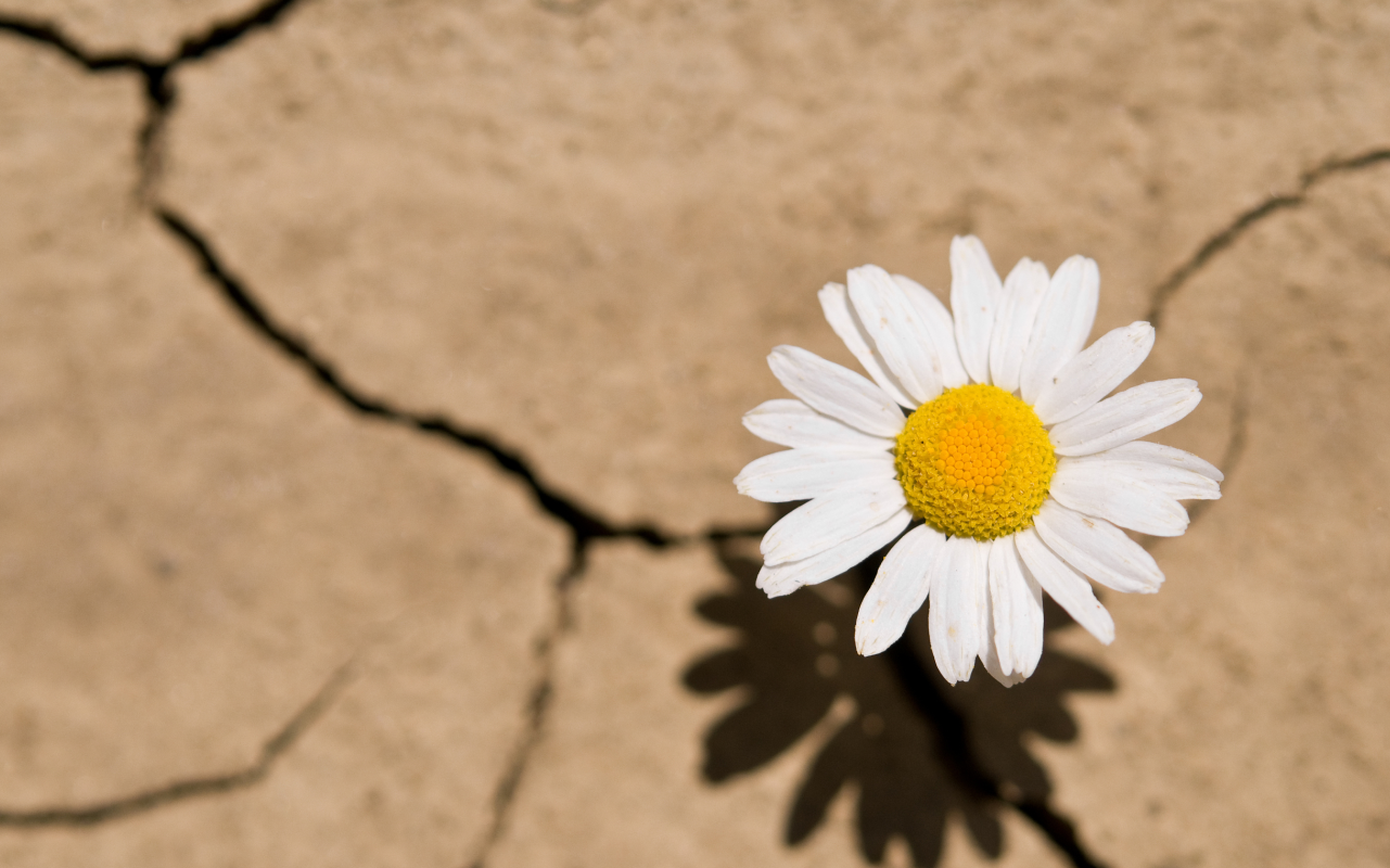 作者做自己文章的閱讀理解，內心是崩潰的