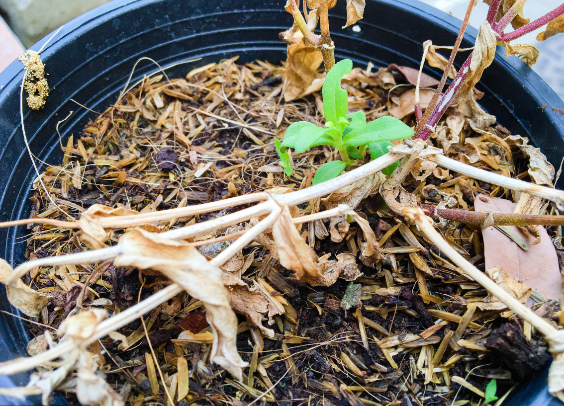 作者做自己文章的閱讀理解，內心是崩潰的