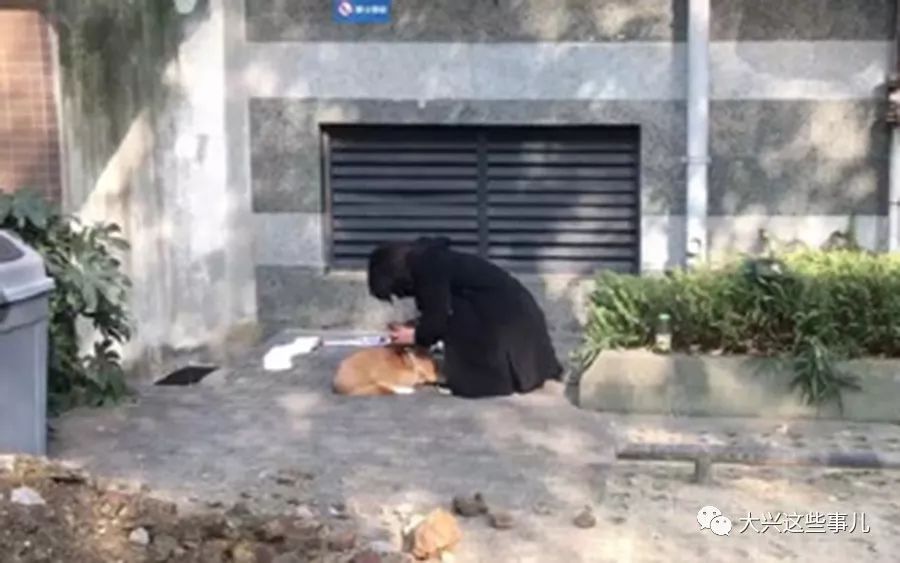 新闻图片:吴小姐的柯基犬被摔至楼下 新闻图片:吴小姐的柯基犬被摔至楼下