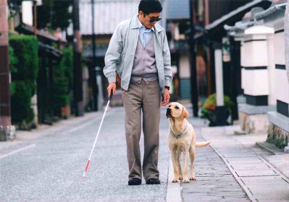 导盲犬小Q 导盲犬小Q