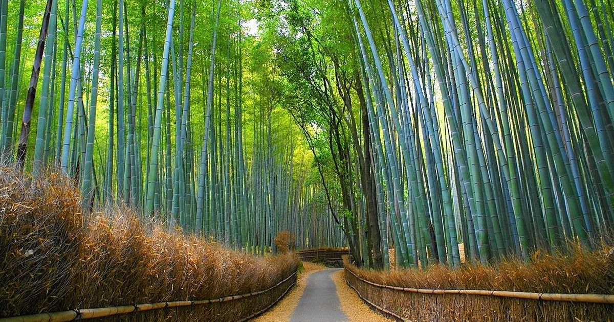 小径3:嵯峨野竹林小径 小径3:嵯峨野竹林小径