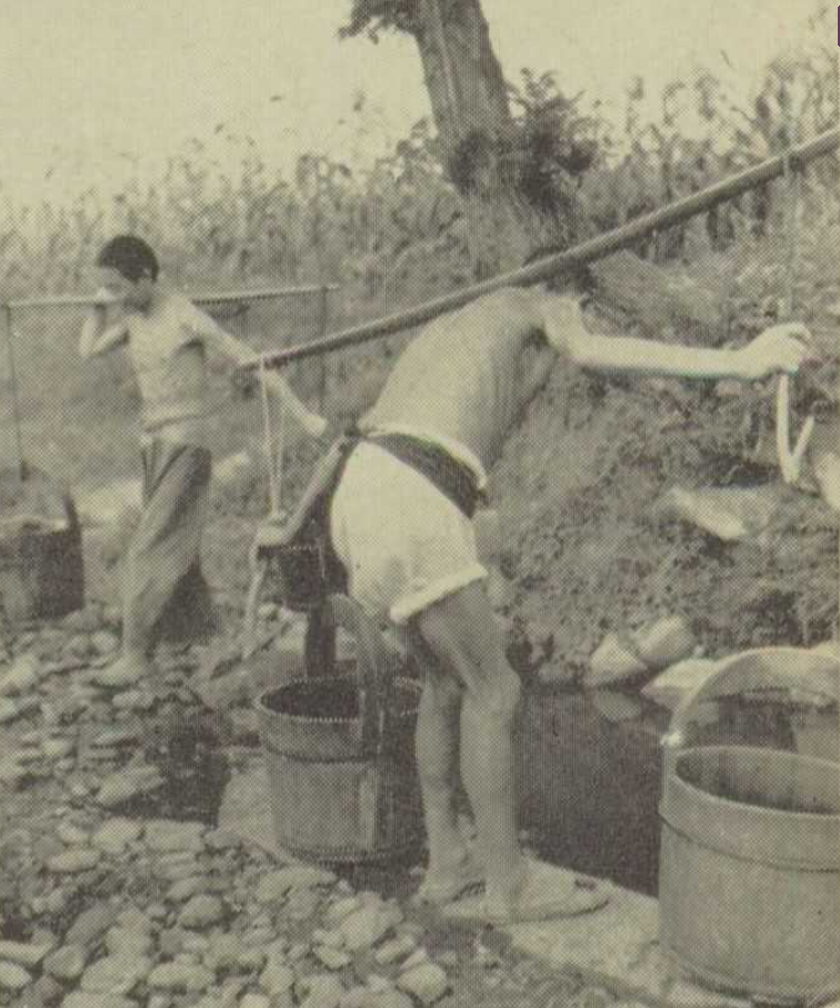 挑水灌溉 挑水灌溉