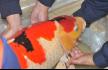 深圳海关截获日本名贵锦鲤:最长达1米 色彩鲜艳