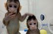 世界生命科学重大突破! 两只克隆猴在中国诞生 