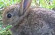 新西兰野兔泛滥成灾 政府号召全球吃货干掉它们