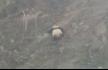 四川夫妇偶遇爬山野生大熊猫 正在翻跃路边隔离栏