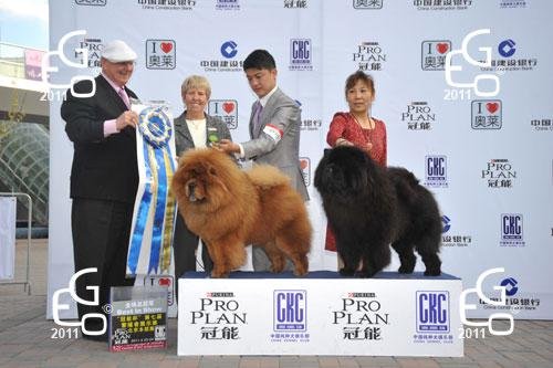 【苏宁杯】CKC中国纯种犬大赛即将开赛[南京