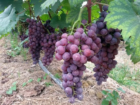 21日古鼎香农批大市场南宁至田阳商务一日游