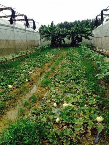 21日古鼎香农批大市场南宁至田阳商务一日游