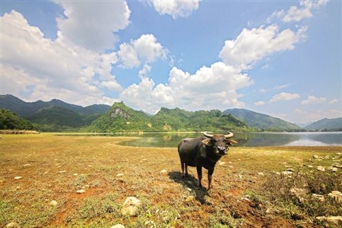 三里·洋渡:田园风光令人沉醉 小小竹排江中游,巍巍青山两岸走.