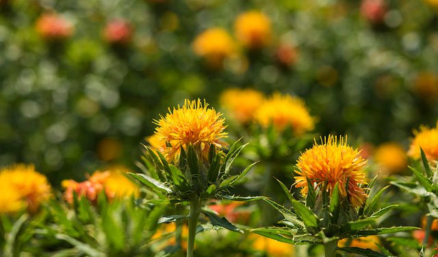 高x勛去世了，宮崎駿今生最愛的人走了