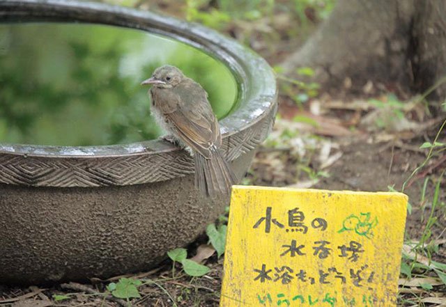 抱著硅膠娃娃回家的日本人在想什麼？