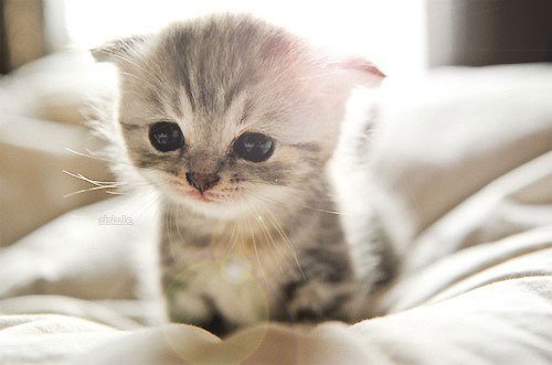 壁纸 动物 猫 猫咪 小猫 桌面 500_331