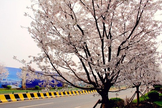 市政南港一号线景观提升工程正式开工_频道-青岛