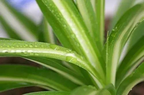 家里常养这些红色,植物越来越棒的你让情趣内衣心身体痒痒图片