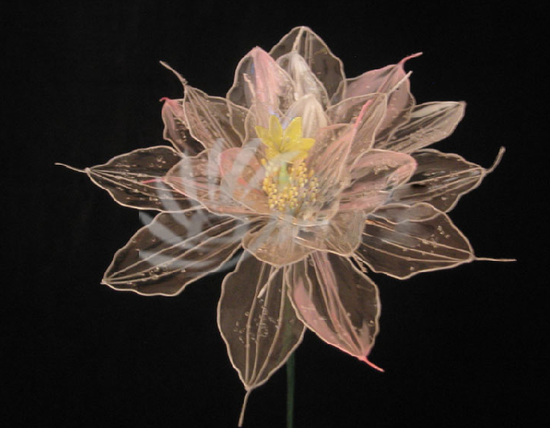 香邑溪谷花卉DIY诚邀您参加_频道-秦皇岛_腾讯网