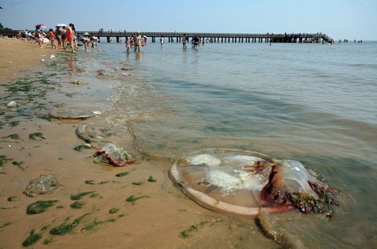 北戴河现巨大水母搁浅海滨浴场