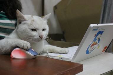 3月27日燃春抢房大作战 喵星人晋江行!_频道-