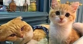 小猫咪偷偷地亲了一下猫爸爸,猫爸爸却露出这种表情图片