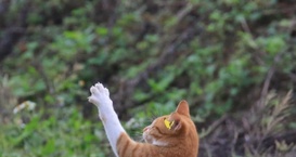 橘猫追赶蝴蝶,主人觉得不对劲,走近一看:我这养了只功夫橘猫啊_1