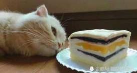 猫咪眼巴巴地望着桌上的蛋糕,正想偷吃,被主人发现后却开始卖萌