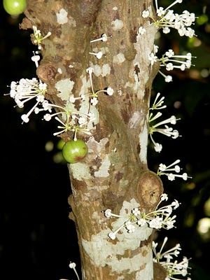 佛教著名的五种吉祥花(组图)