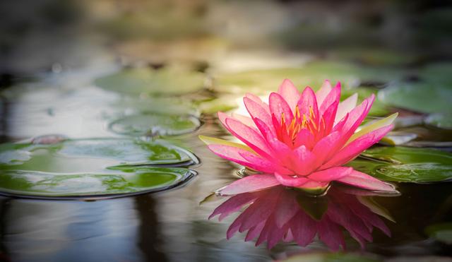 为什么莲花可以作为佛教的象征?
