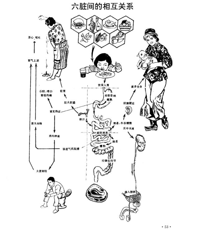 心象尖圆 形如莲花:中医学对人的五脏六腑是这样诠释的_儒佛道频道_腾讯网