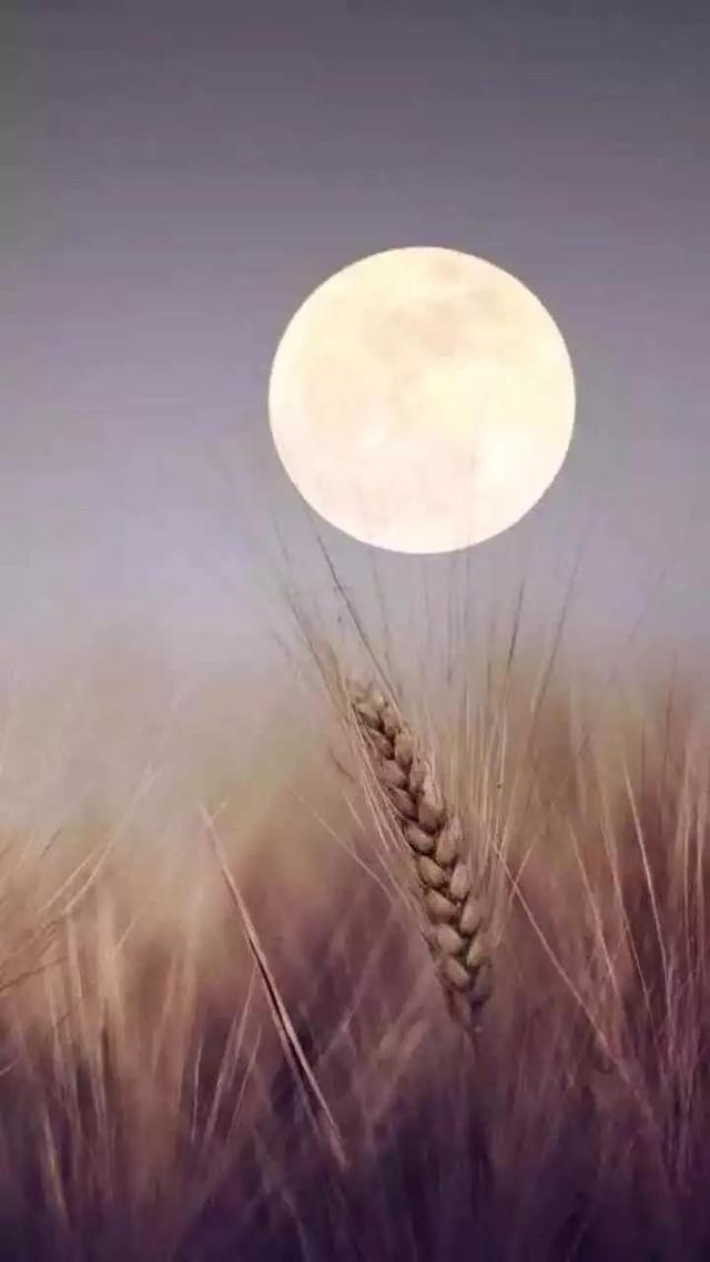 月光把美投注给了人心里的爱人,人便把思念投注给了月.