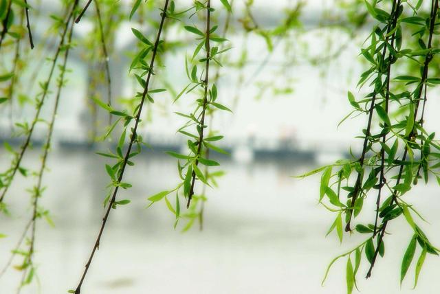 雨水遇元宵:盼月亮如旧 花灯依然