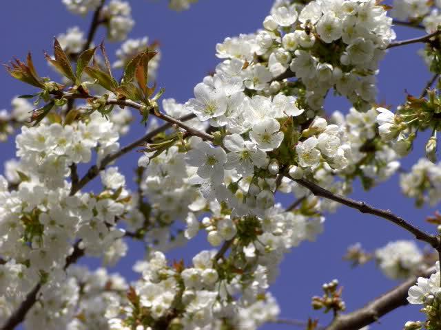 千古奇文《与陈伯之书》:一篇美文收服大将