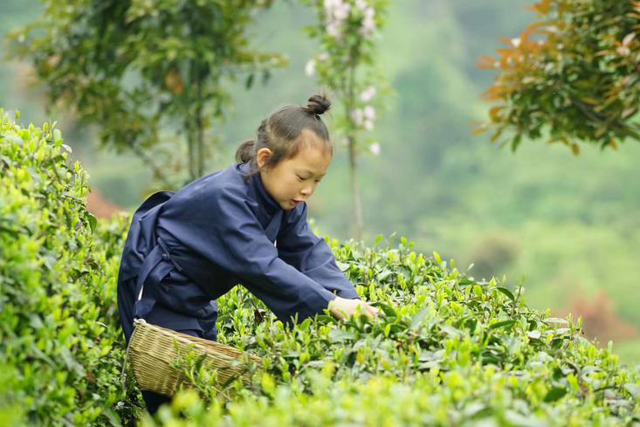 谷雨:雨生百谷春将尽 家家户户采茶忙