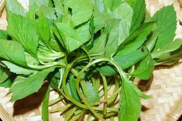 苦苦菜,带苦尝,虽逆口,胜空肠.(资料图)