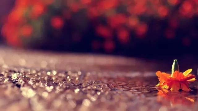 流水落花春去也 惜别人间四月天_儒佛道频道_腾讯网