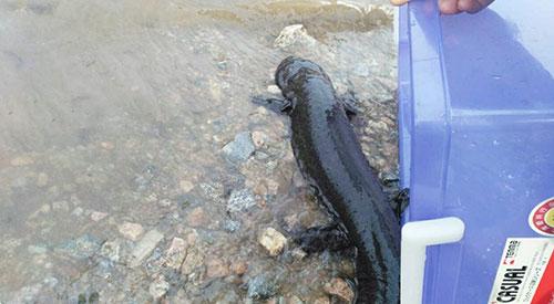 ��ʥ��������������������ʯ������������