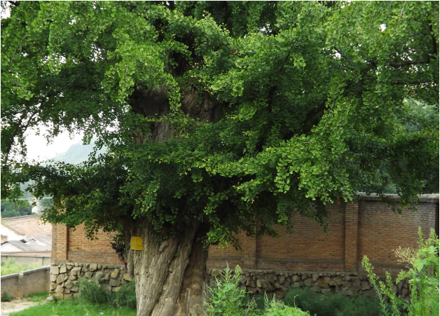 邱处机第一道场宝鸡磻溪宫