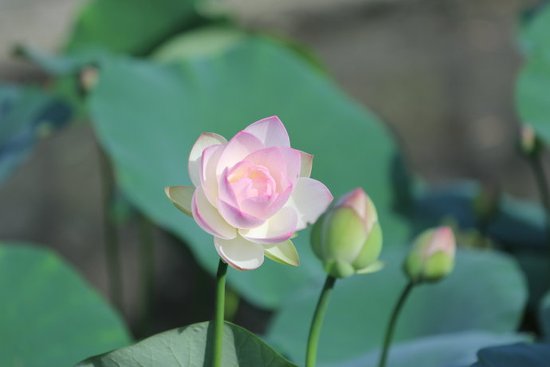 如何处理好佛法和世间法的关系_道频道