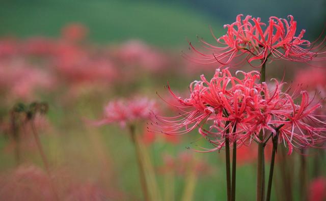 彼岸花(资料图)