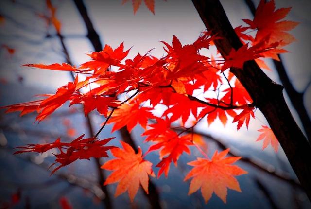 九月重阳登高日,避祸求仙正当时