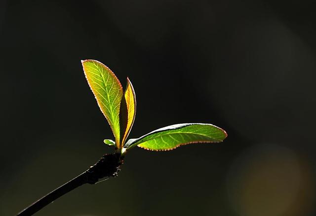 悄无声息变化着的温度却能让万物重新焕发生机.(资料图)