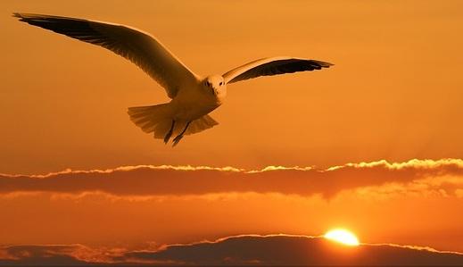 富贵如浮云:真正的快乐源自内心的安宁