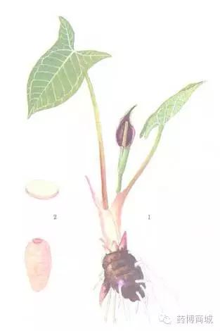白附子