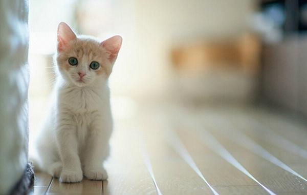 为什么传说猫有九条命?