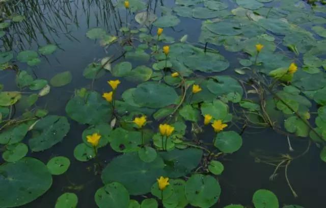 是不是很耳熟,《诗经·关雎》里就说:参差荇菜,左右流之……参差