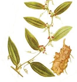 陆游与中药的一生情缘_儒佛道频道_腾讯网