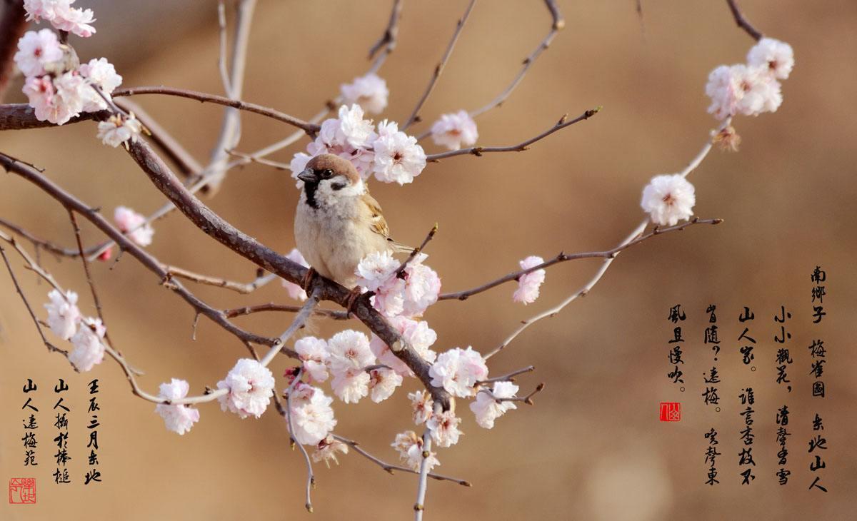十二花令:正月梅花暗香来