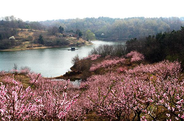 桃花岛(资料图 图源网络)